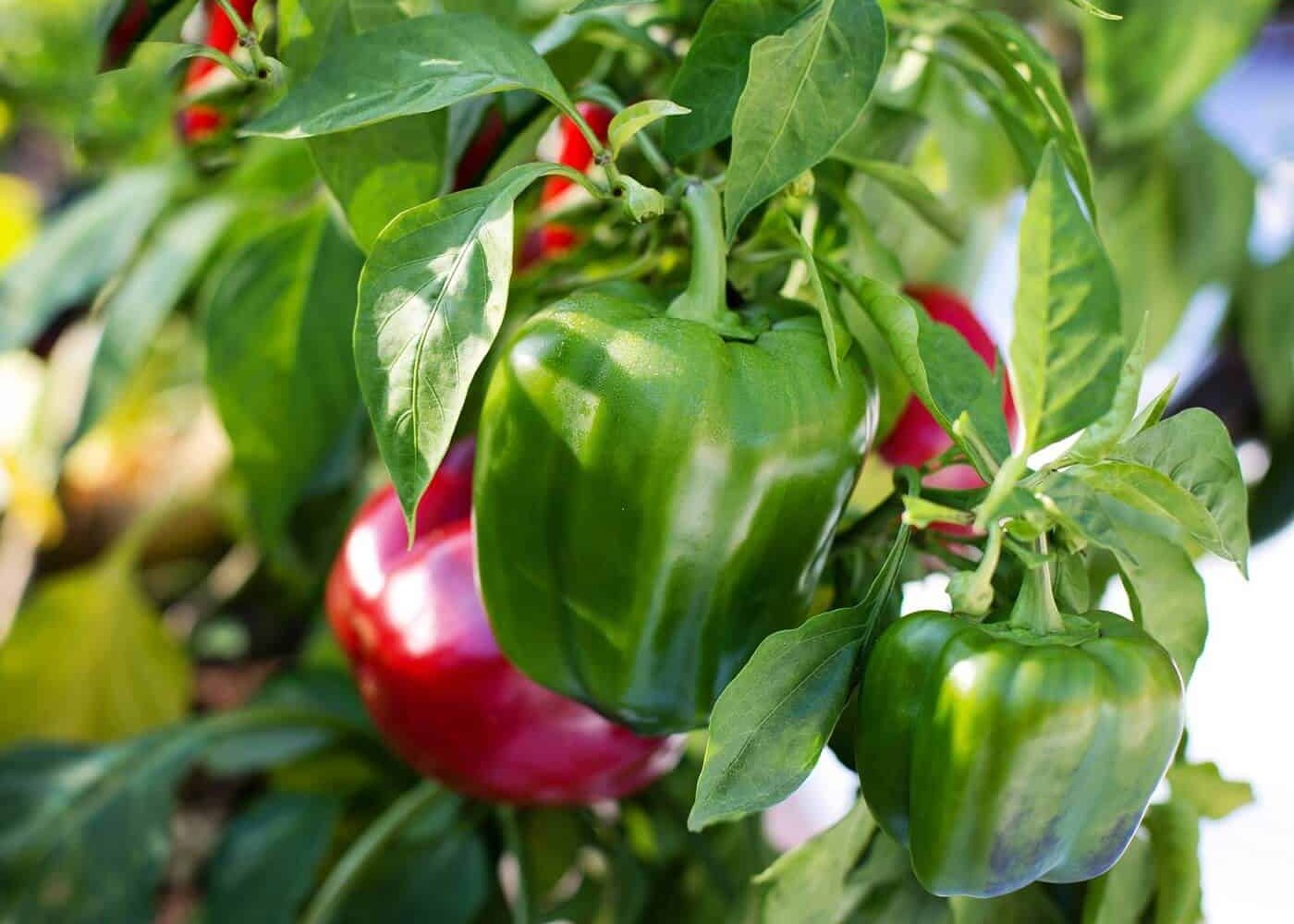 paprika Odling av paprika, paprikaplanta i solsken med gröna omogna och röda mogna paprikor