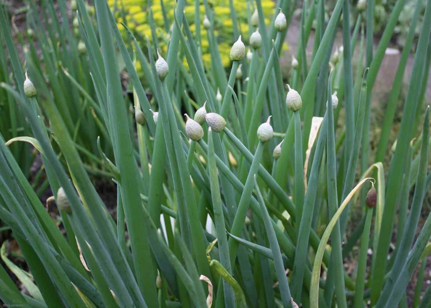 Odling av piplök, piplöksstjälkar med blomknoppar