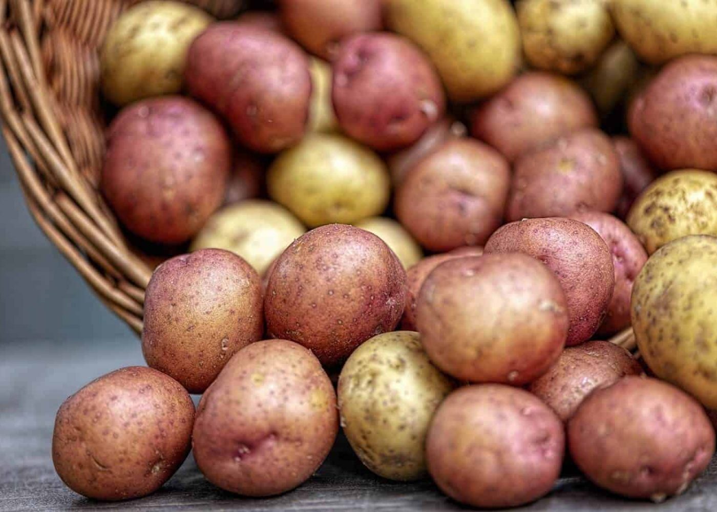 potatis-sen Odling av sen potatis, en korg som ligger på sidan med gul och röd sen potatis som rullat ut