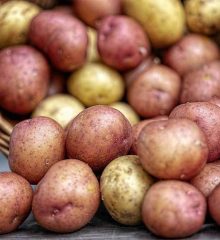 Odling av sen potatis, en korg som ligger på sidan med gul och röd sen potatis som rullat ut