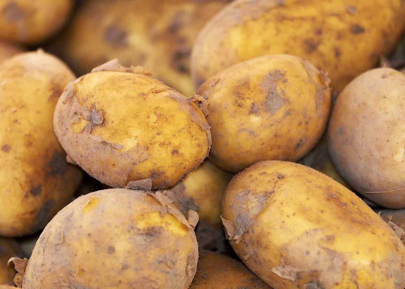 potatis-tidig Odling av sen potatis, närbild på flera tidiga potatisar