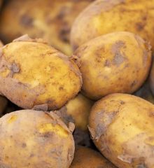 Odling av sen potatis, närbild på flera tidiga potatisar