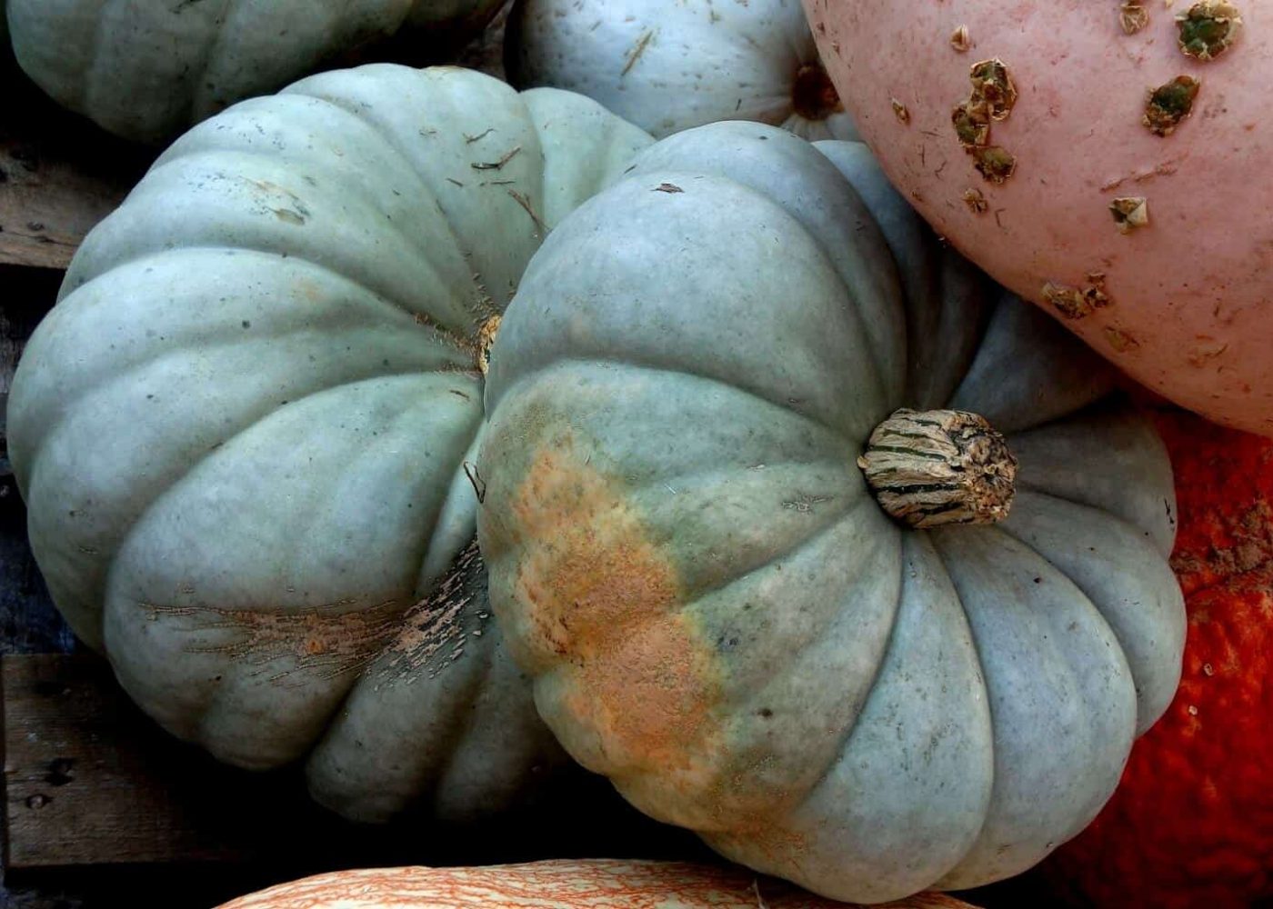 pumpa Odling av pumpa, grågröna och orange pumpor i en hög