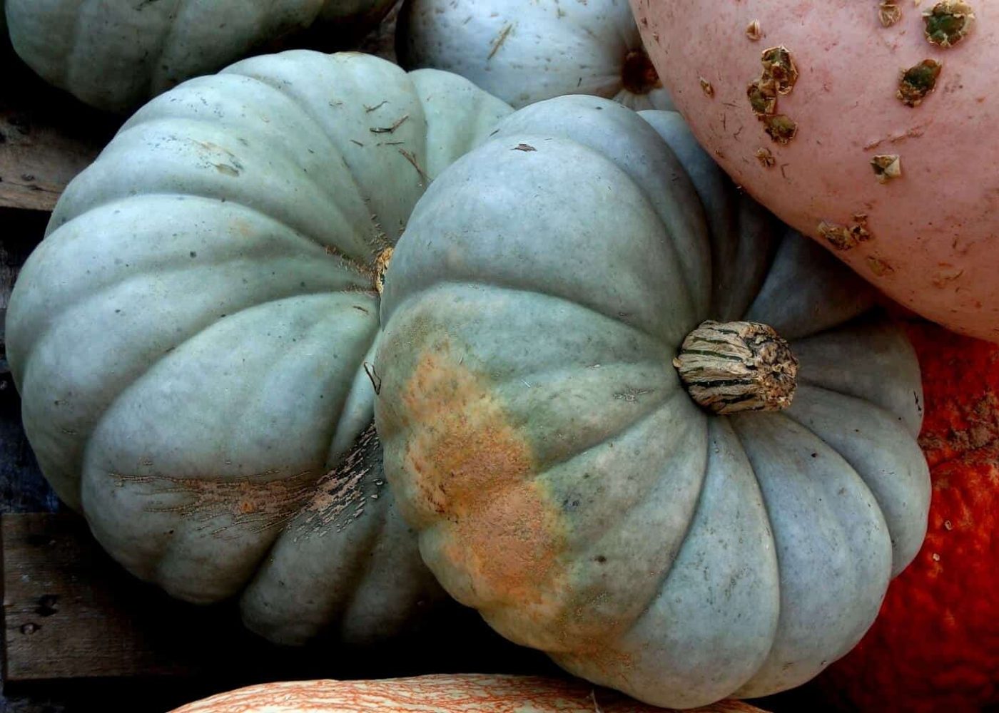 Odling av pumpa, grågröna och orange pumpor i en hög