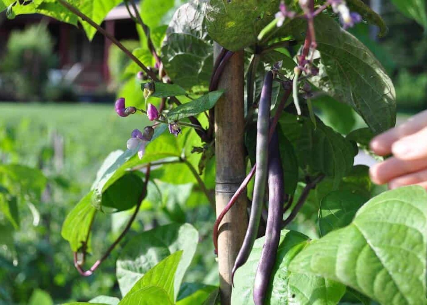 Odling av purpurböna, lila purpurbönor på uppbunden störpurpurböna