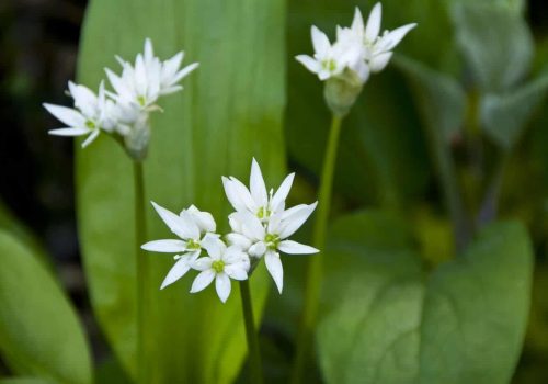 ramslok Odling av ramslök, vita ramslöksblommor i närbild
