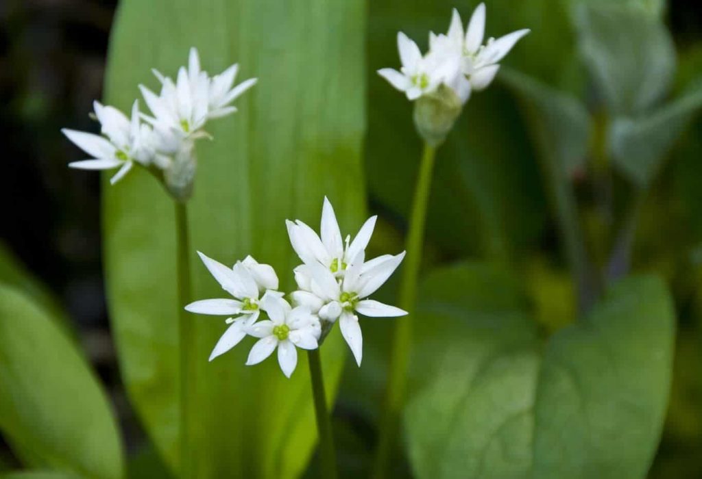ramslok Odling av ramslök, vita ramslöksblommor i närbild