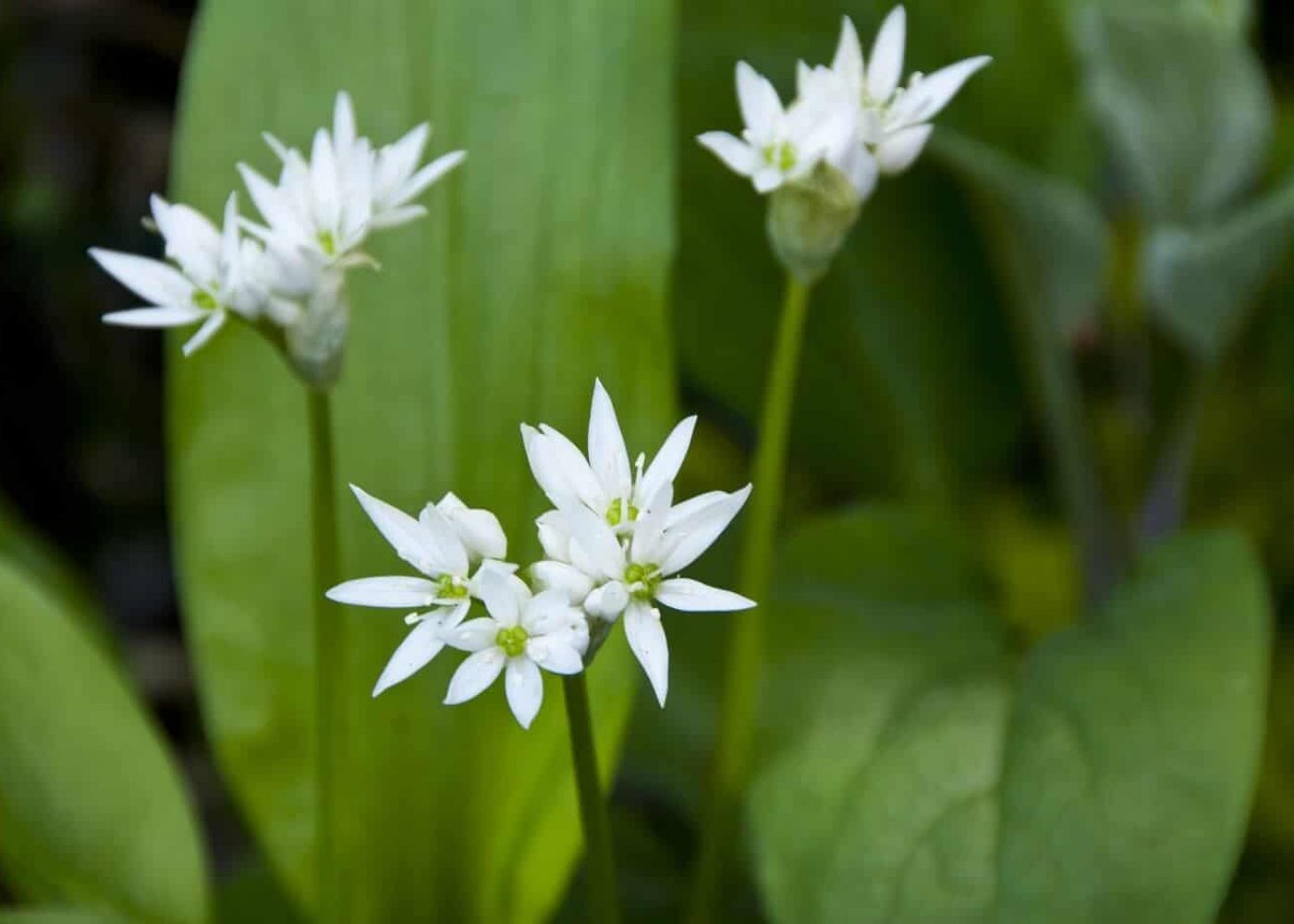 ramslok Odling av ramslök, vita ramslöksblommor i närbild