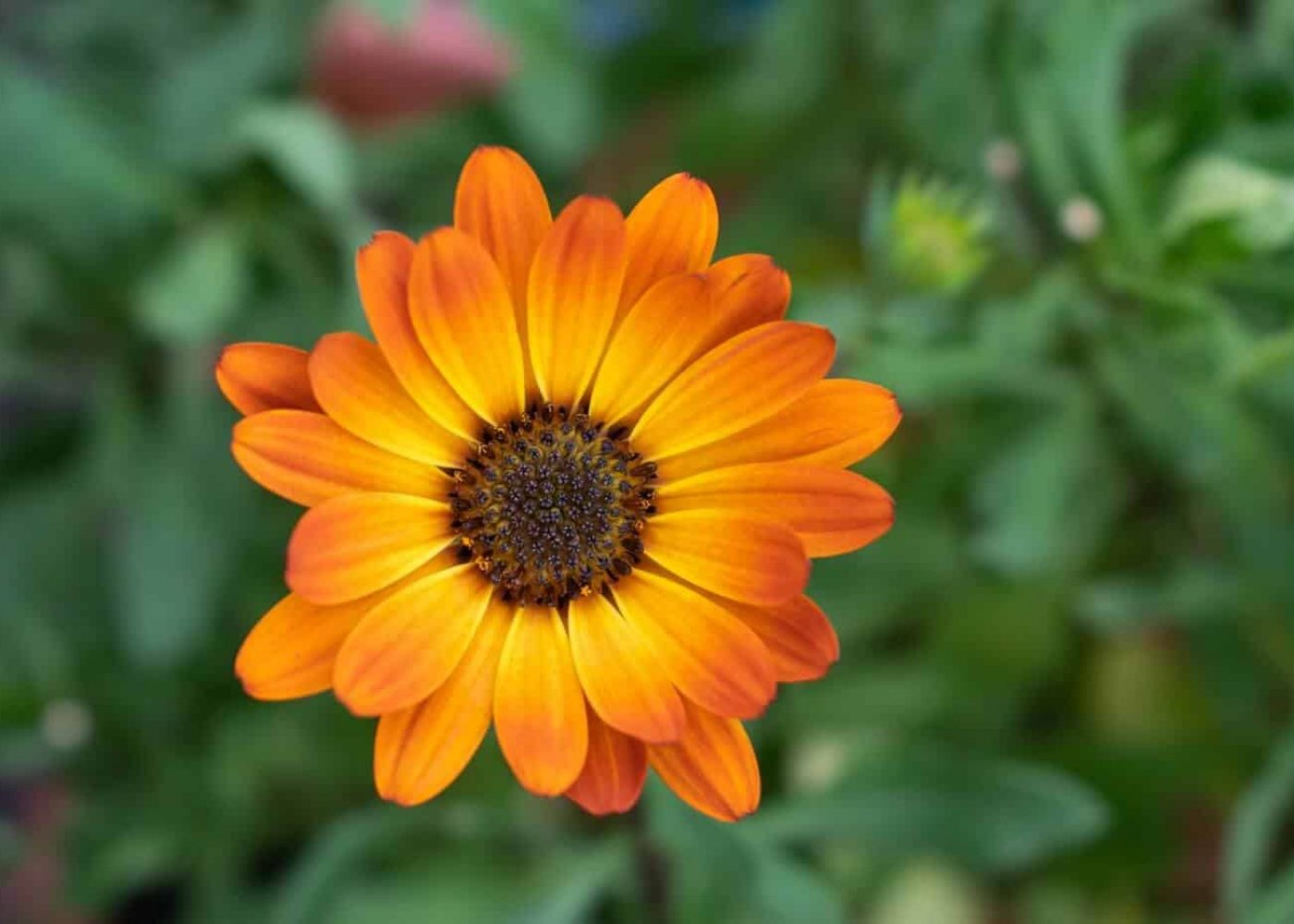 Odling av ringblommor, närbild på gulorange ringblomma med brun mitt