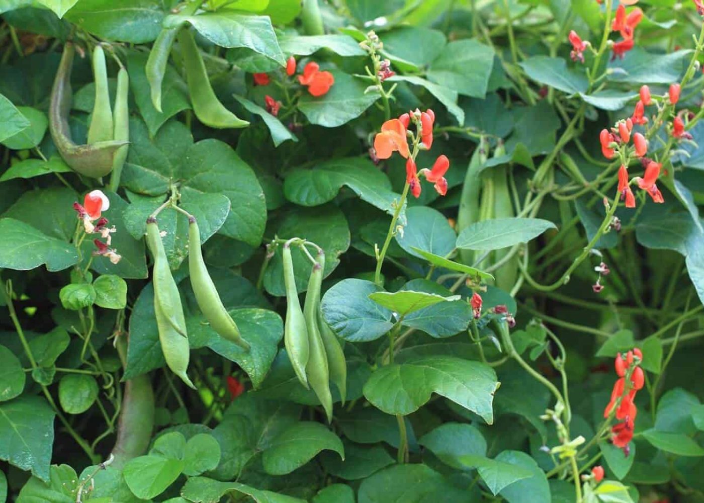 Odling av rosenböna, plantor av rosenböna med bönskidor och blommor