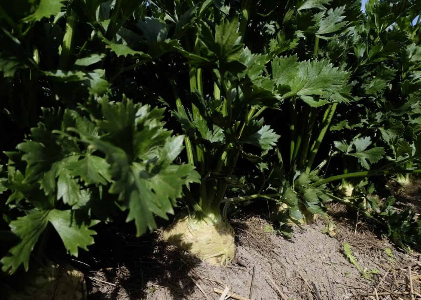 rotselleri Odling av rotselleri, rotselleriplantor i rad på friland