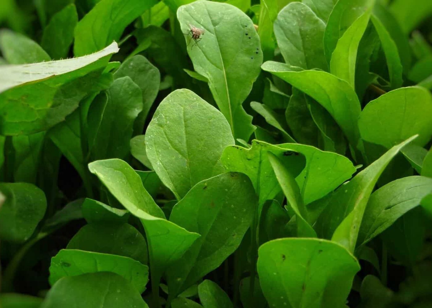 ruccola Odlade ruccolablad, ett med en liten fluga på