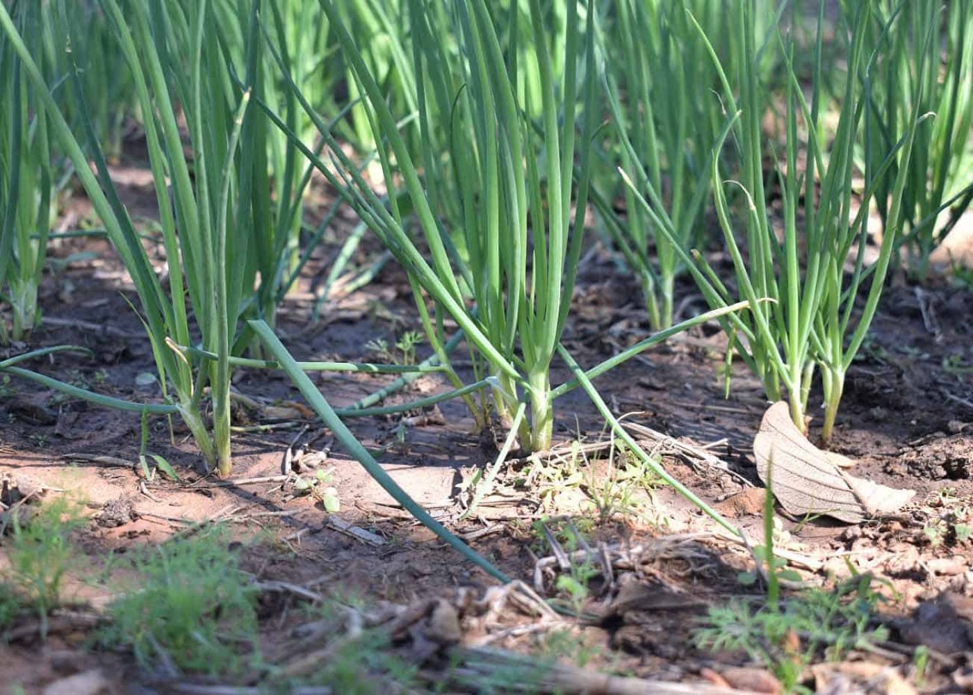 Odling av sallatslök, sallatslöksplantor i rader på friland