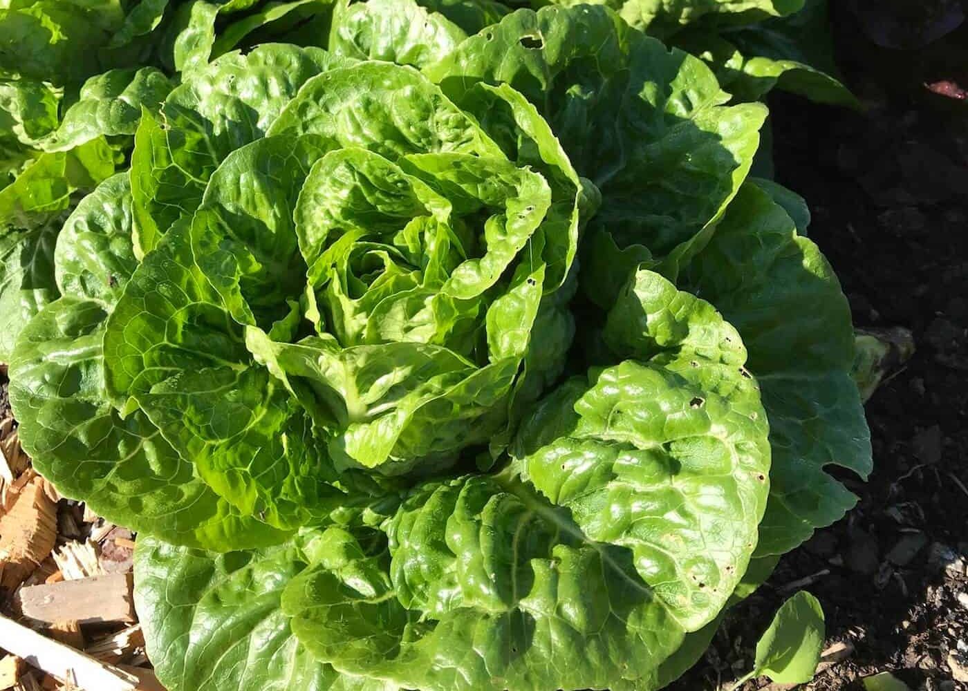 sallat Odling av sallat, ljusgröna sallatsplantor i trädgårdsland