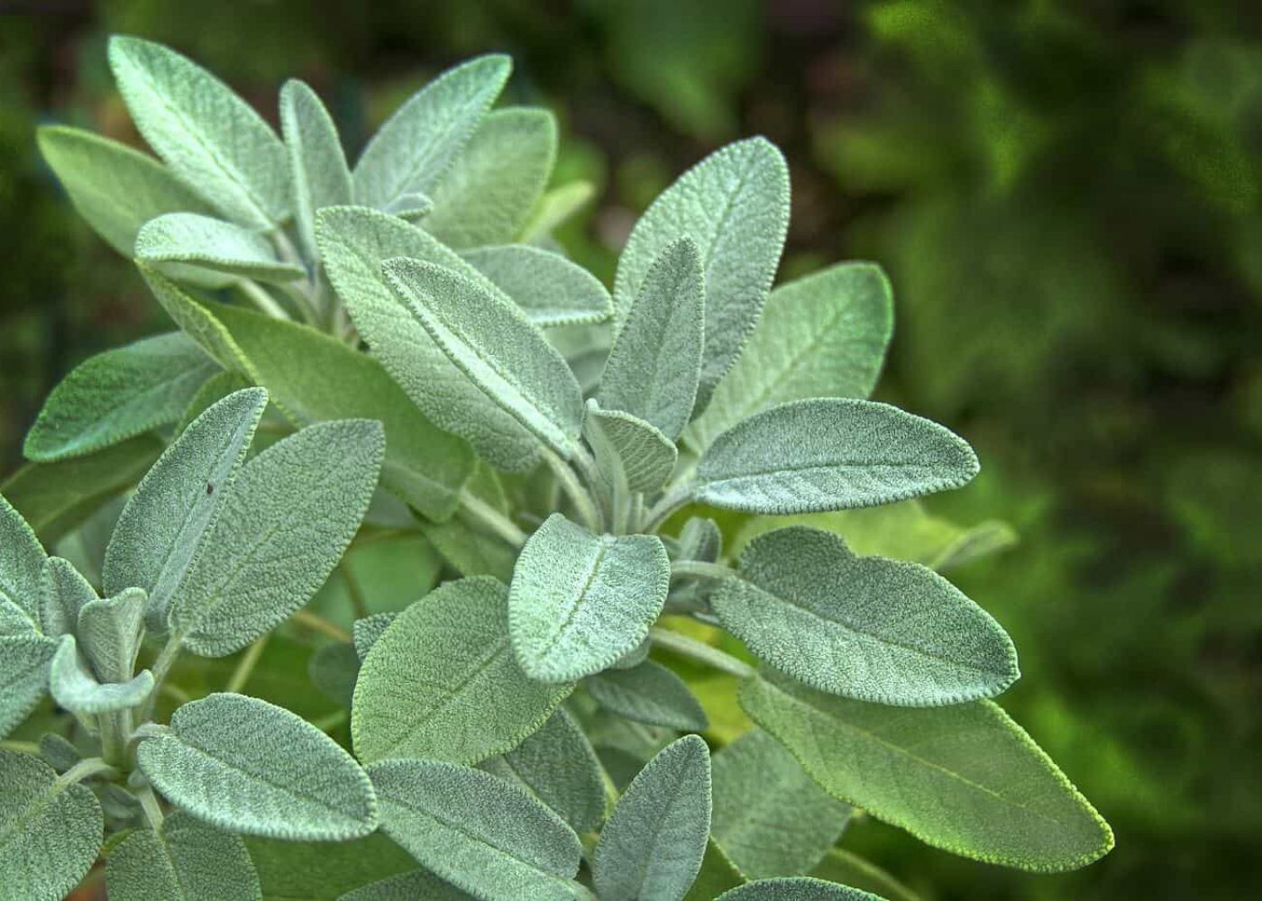 salvia Odling av salvia, grågröna salviaplantor i närbild