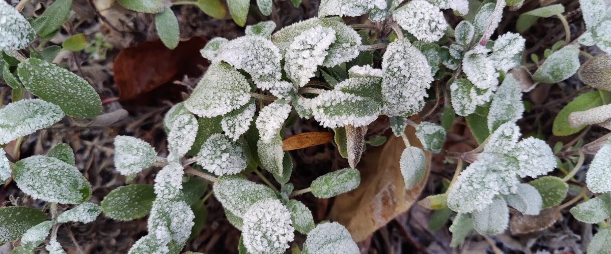 Första frost - salvia med frost