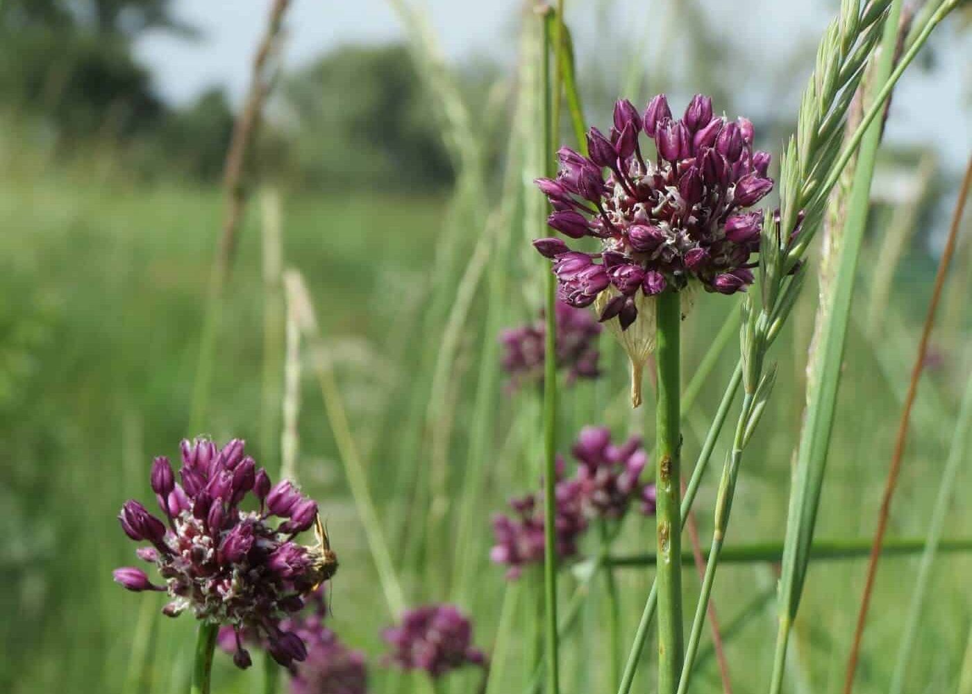 Odling av skogslök, skogslöksstjälkar med lila skogslöksblommor