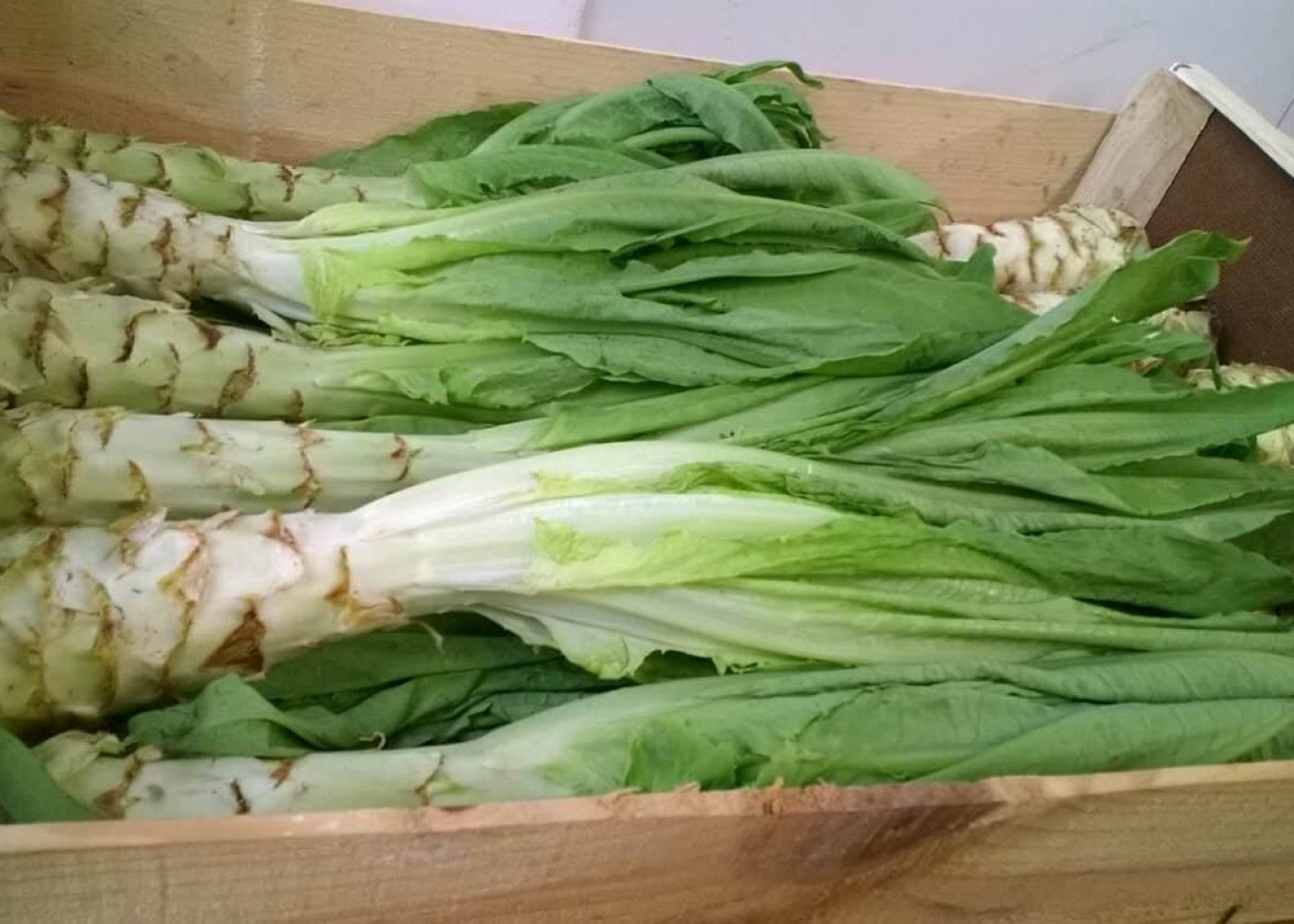 sparrissallat Odling av sparrissallat, trädlåda med skördade sparrissallat plantor