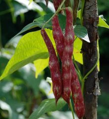 Odling av spritböna, rödvita spritbönor som växter på en uppbunden planta