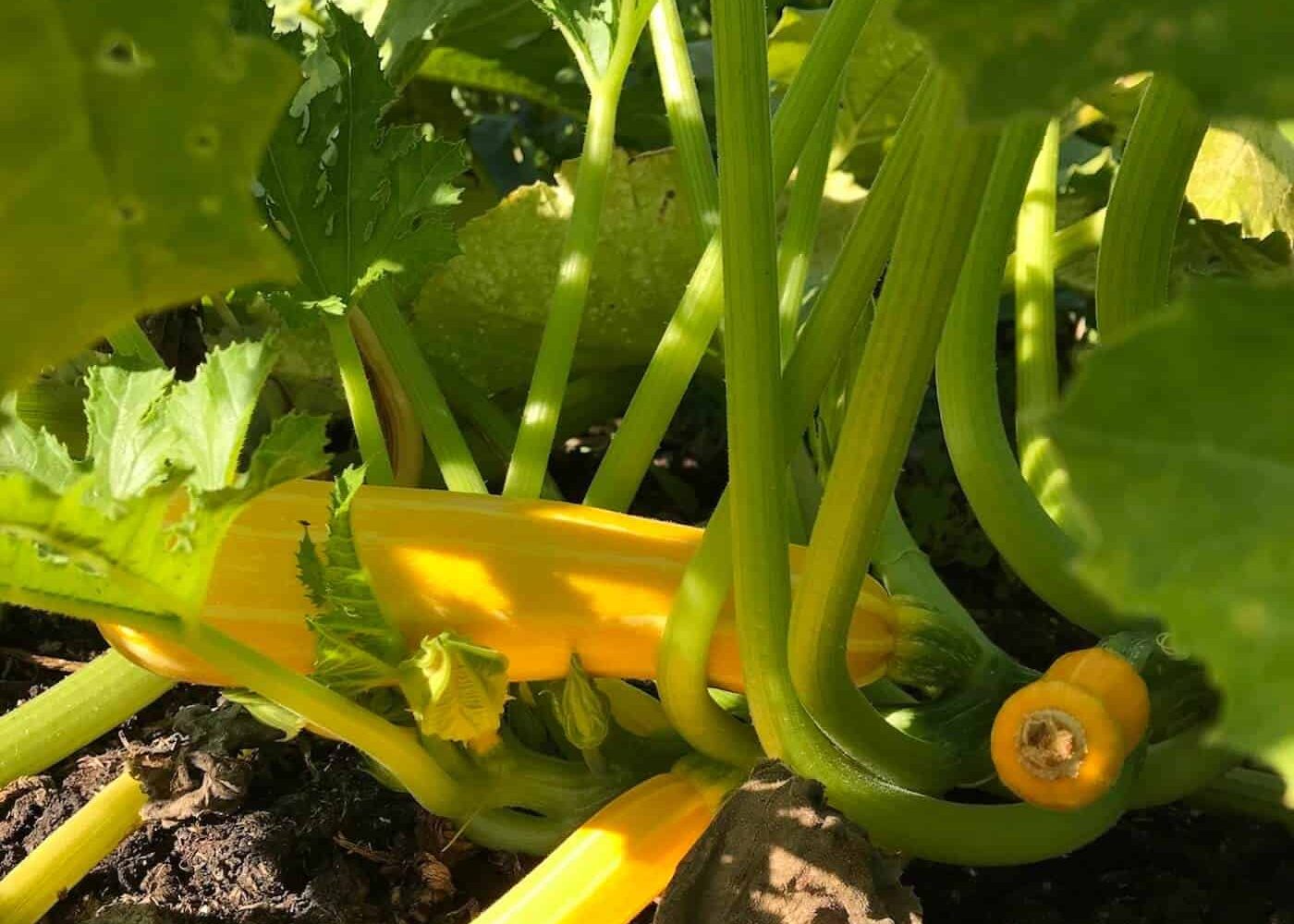 squash-sommar Odling av sommarsquash, flera gula squash under bladen på en squashplanta i ett grönsaksland