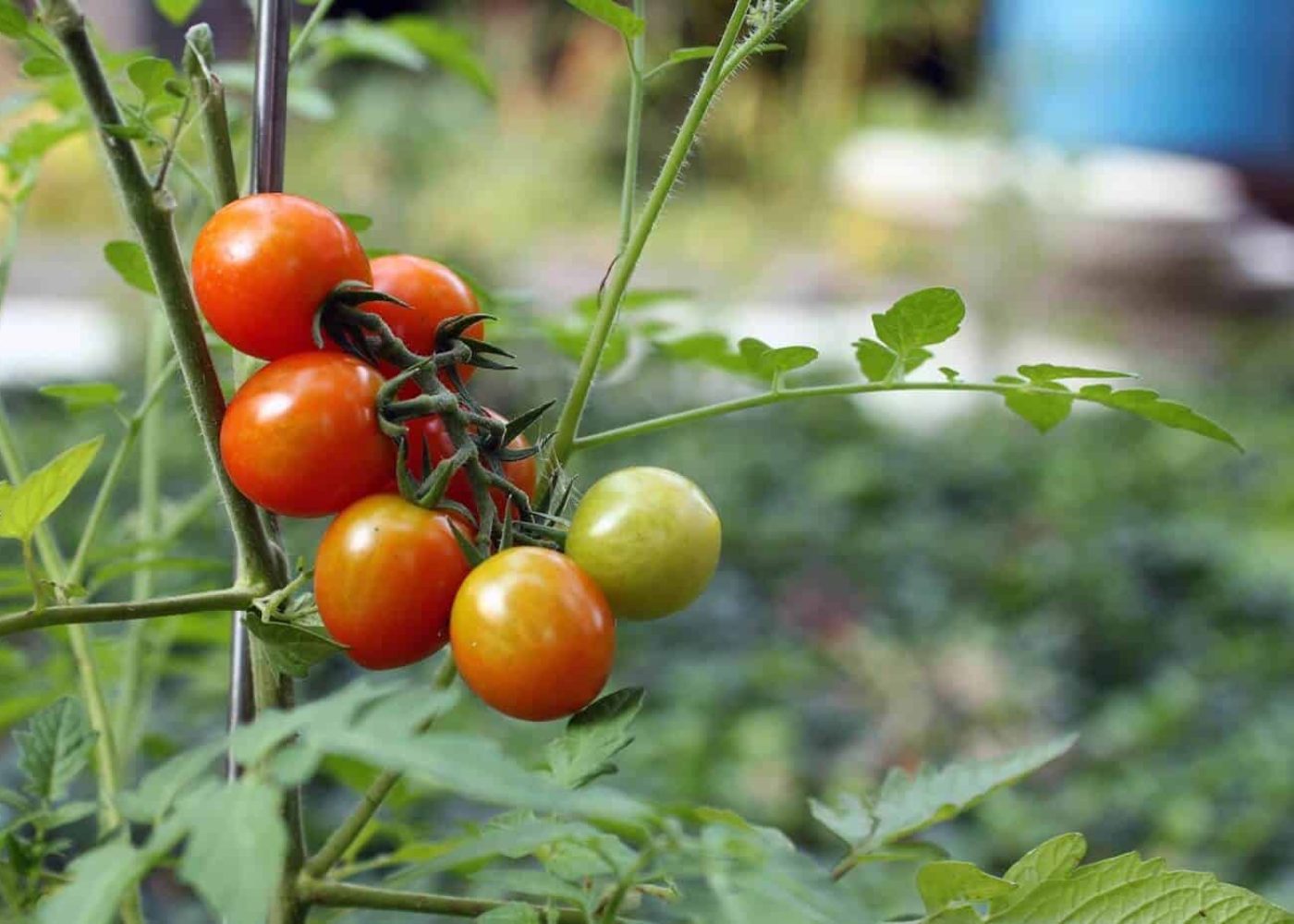 tomat-busk Odling av busktomater på en planta på friland