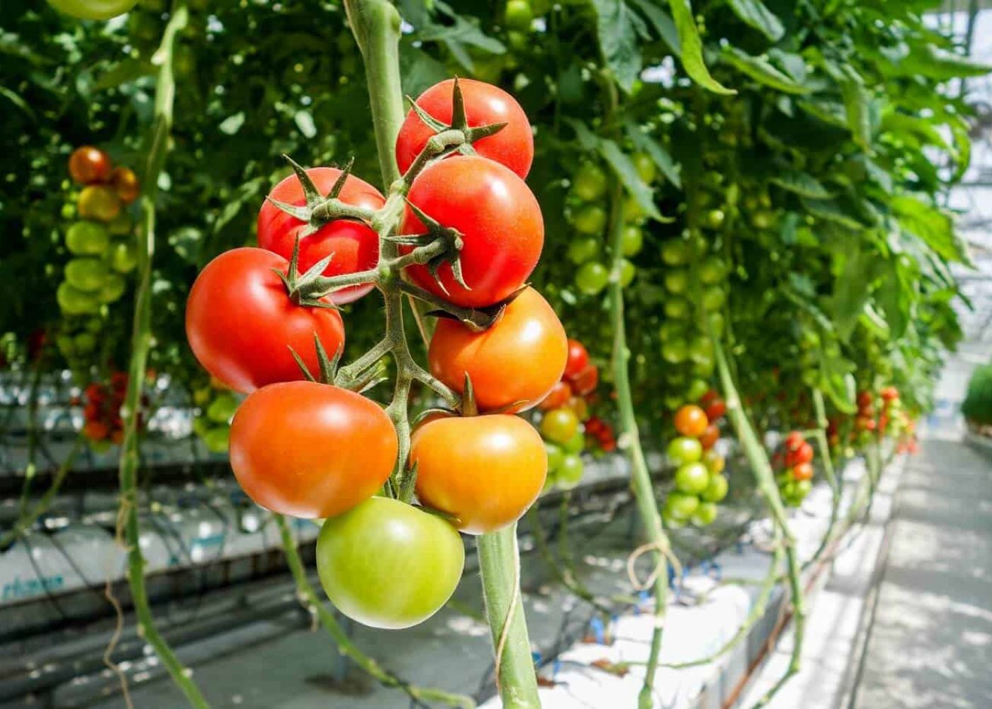 Odling av högväxande tomater i rad i växthus med röda, orange och gröna tomater