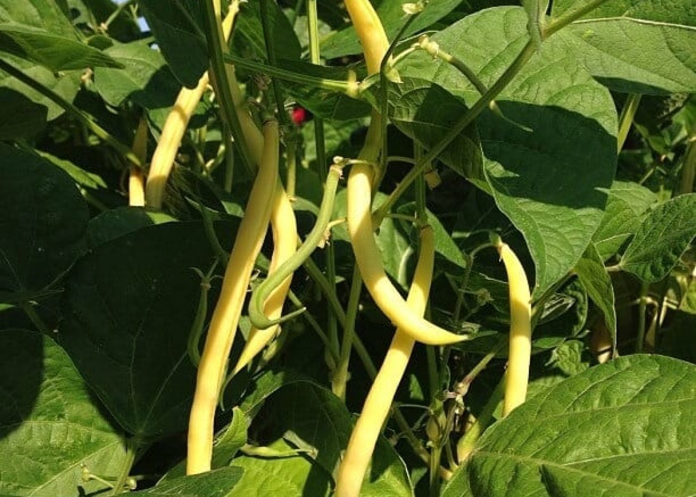 Odling av buskvaxbönor med gula vaxbönor på planta